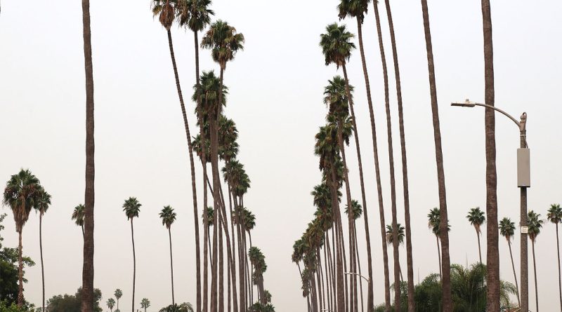Rows of palm trees in South LA to support affordable housing article